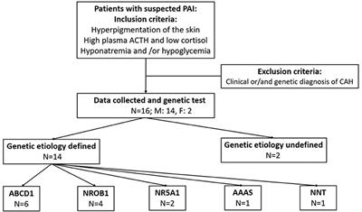 The etiology and clinical features of non-CAH primary adrenal insufficiency in children